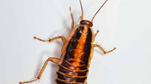 Découvrez comment éradiquer les cafards rapidement et efficacement